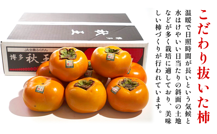 柿 秋王 約1.5kg（4-6玉） 南国フルーツ株式会社【26年度出荷】《10月中旬-11月末頃出荷》福岡県 鞍手町 福岡県産 柿 フルーツ 果物---skr_cnngka_bc10_26_17000_6i---