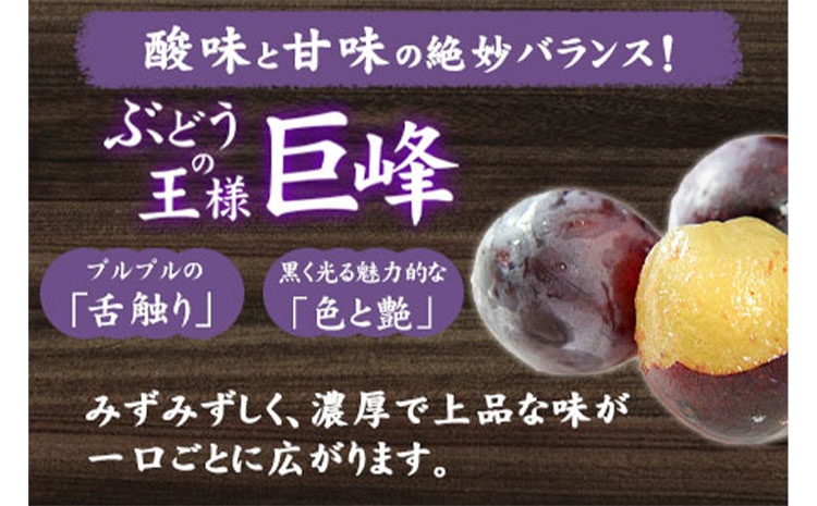 巨峰サイダー 250ml×12本 鞍手町《30日以内に出荷予定(土日祝除く)》ぶどう 直鞍農業協同組合 営農センター フルーツ---skr_jakyohosd_30d_r7_13500_12p---
