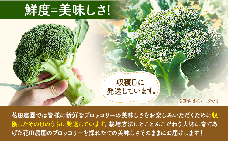ブロッコリー 花田農園 の ブロッコリー 20個 花田農園 《11月下旬-3月末頃出荷》福岡県 鞍手町 ぶろっこりー 野菜 ブロッコリー 産地直送 送料無料---skr_chndbr_cf113_25_12000_7kg---