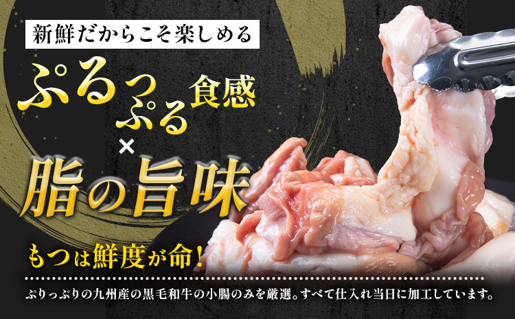 1本もつ鍋 (醤油味) 厚腸編 1kg 入り《30日以内に出荷予定(土日祝除く)》もつ もつ鍋 醤油味 鍋 セット 詰め合わせ 牛 牛もつ 送料無料---skr_fsmmtk_30d_r7_18500_1kg---