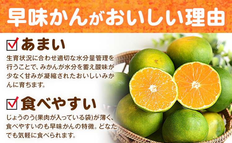 みかん 早味かん 約2kg  南国フルーツ株式会社【26年度出荷】《9月中旬-9月下旬頃出荷》福岡県 鞍手町 福岡県産 みかん 早味かん フルーツ 果物---skr_nngkw_b9_25_11500_2kg---