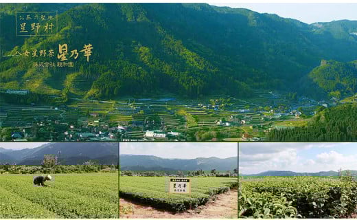 八女茶 煎茶ティーバッグ 計200パック (3g×100パック入り×2袋) 株式会社親和園《30日以内に出荷予定(土日祝除く)》---skr_snwympac_30d_r7_11500_200i---