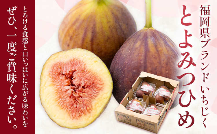 いちじく 無花果 とよみつひめ 約1.2kg 約300g × 4パック 南国フルーツ株式会社【26年度出荷】《8月上旬-10月中旬頃出荷》福岡県 鞍手町 福岡県産 いちじく フルーツ 果物---skr_cnngkt_ae810_26_13000_4p---