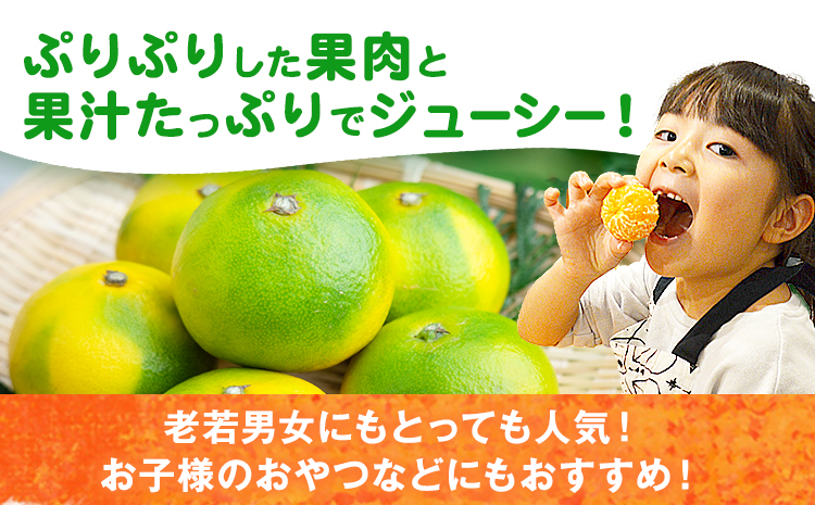 みかん 早味かん 約2kg  南国フルーツ株式会社【26年度出荷】《9月中旬-9月下旬頃出荷》福岡県 鞍手町 福岡県産 みかん 早味かん フルーツ 果物---skr_nngkw_b9_25_11500_2kg---