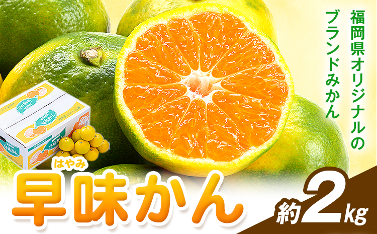 みかん 早味かん 約2kg  南国フルーツ株式会社【26年度出荷】《9月中旬-9月下旬頃出荷》福岡県 鞍手町 福岡県産 みかん 早味かん フルーツ 果物---skr_nngkw_b9_25_11500_2kg---