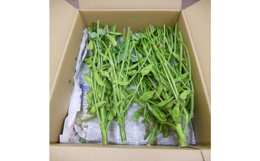 筑前クロダマルの枝付枝豆　約4kg　