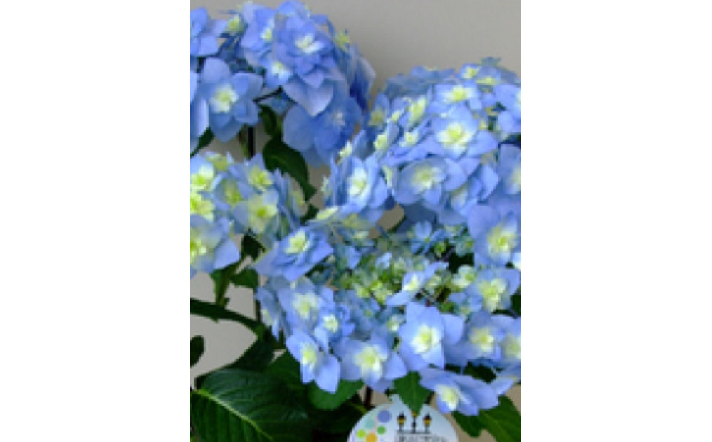 福岡県育種開発のあじさい【筑紫の風】鉢植え　5.5号鉢