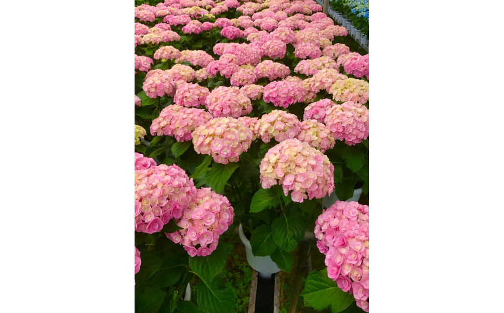 福岡県育種開発のあじさい【筑紫ルビー】鉢植え　5.5号鉢