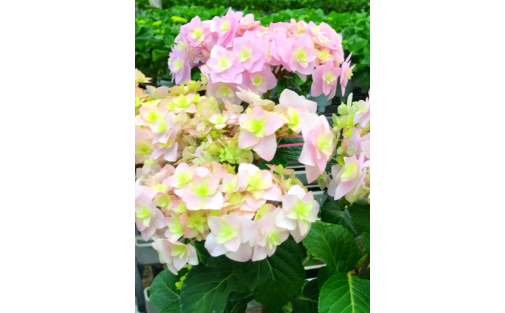 福岡県育種開発のあじさい【筑紫恋風】鉢植え　5.5号鉢