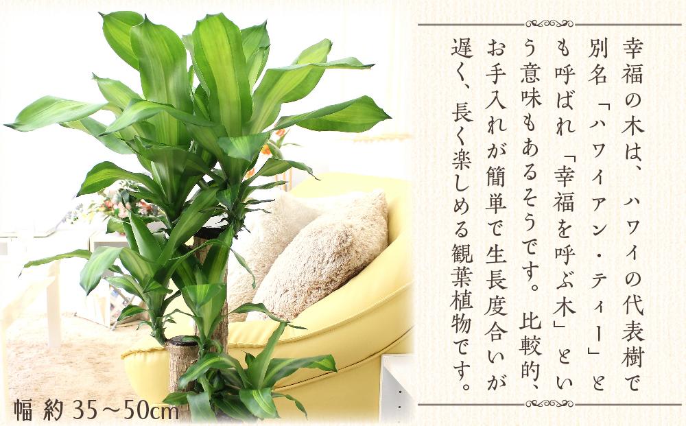 【観葉植物】幸福の木 7号 ホワイトバスケット鉢カバー 高さ：約75cm～90cm内外(鉢底より) 土の表面：ウッドチップ ｜観葉植物 インテリア 部屋 おしゃれ 福岡県筑前町 送料無料