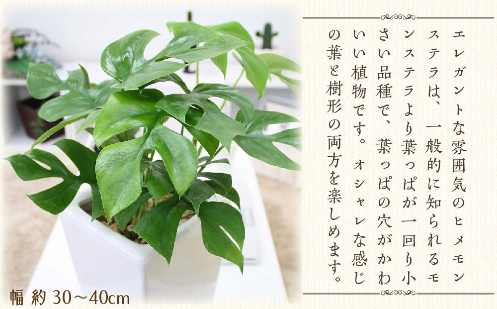 《先行予約》【観葉植物】ヒメモンステラ 6号 ホワイトスクエア陶器鉢 ストレート ｜観葉植物 インテリア 部屋 おしゃれ 福岡県筑前町 送料無料