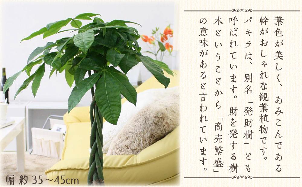 《先行予約》【観葉植物】パキラ 7号 ホワイトスクエア陶器鉢 ストレート 高さ:約85cm～1m内外(鉢底より) ｜観葉植物 インテリア 部屋 おしゃれ 福岡県筑前町 送料無料