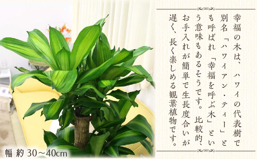 《先行予約》【観葉植物】幸福の木 8号 ストライプバスケット鉢カバー 高さ:約1m～1.2m(鉢底より)  土の表面：ウッドチップ｜観葉植物 インテリア 部屋 おしゃれ 福岡県筑前町 送料無料