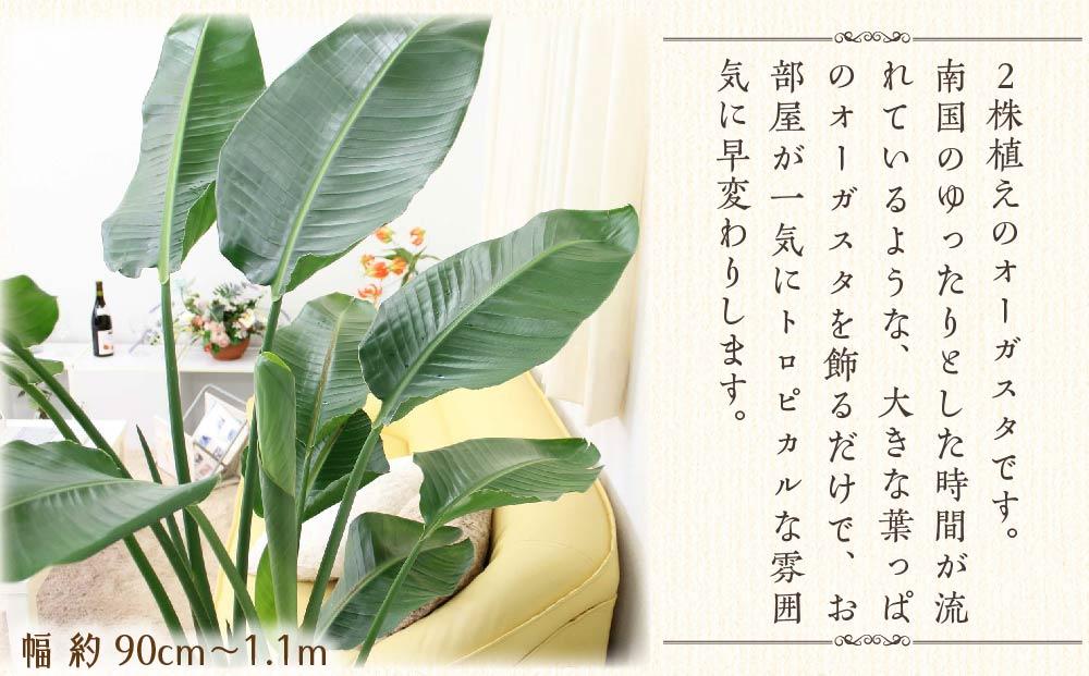 《先行予約》【観葉植物】オーガスタ 10号 ブラウンバスケット鉢カバー 土の表面:ウッドチップ｜観葉植物 インテリア 部屋 おしゃれ 福岡県筑前町 送料無料