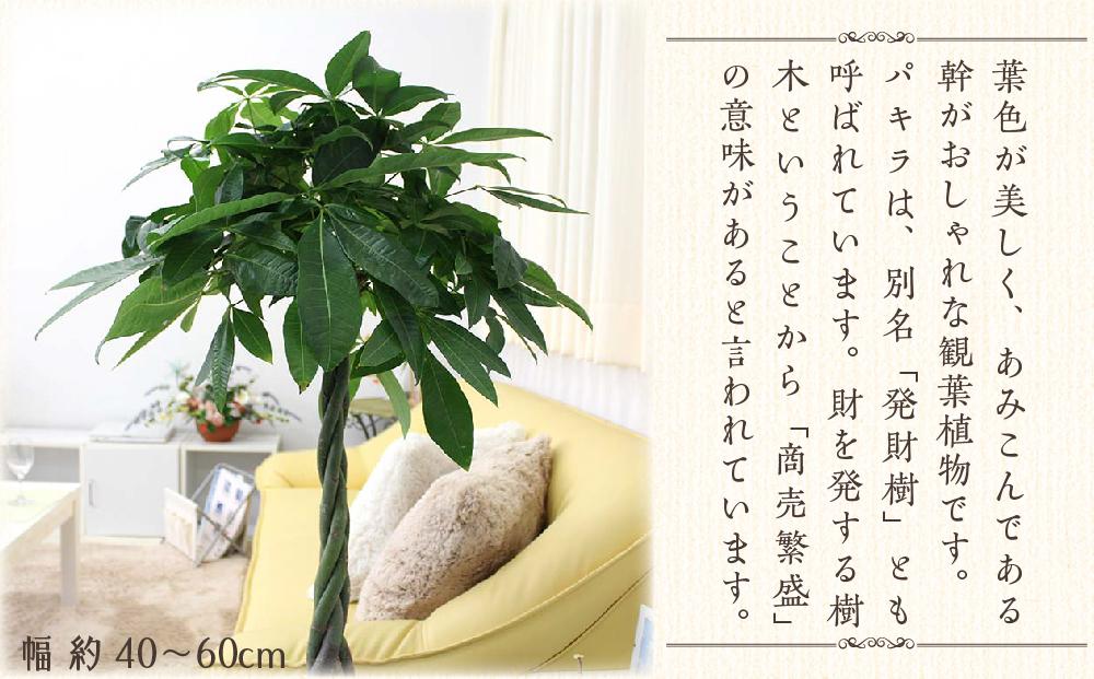 《先行予約》【観葉植物】パキラ 8号 ホワイト陶器鉢 G 高さ:約1m～1.3m内外(鉢底より) ｜観葉植物 インテリア 部屋 おしゃれ 福岡県筑前町 送料無料