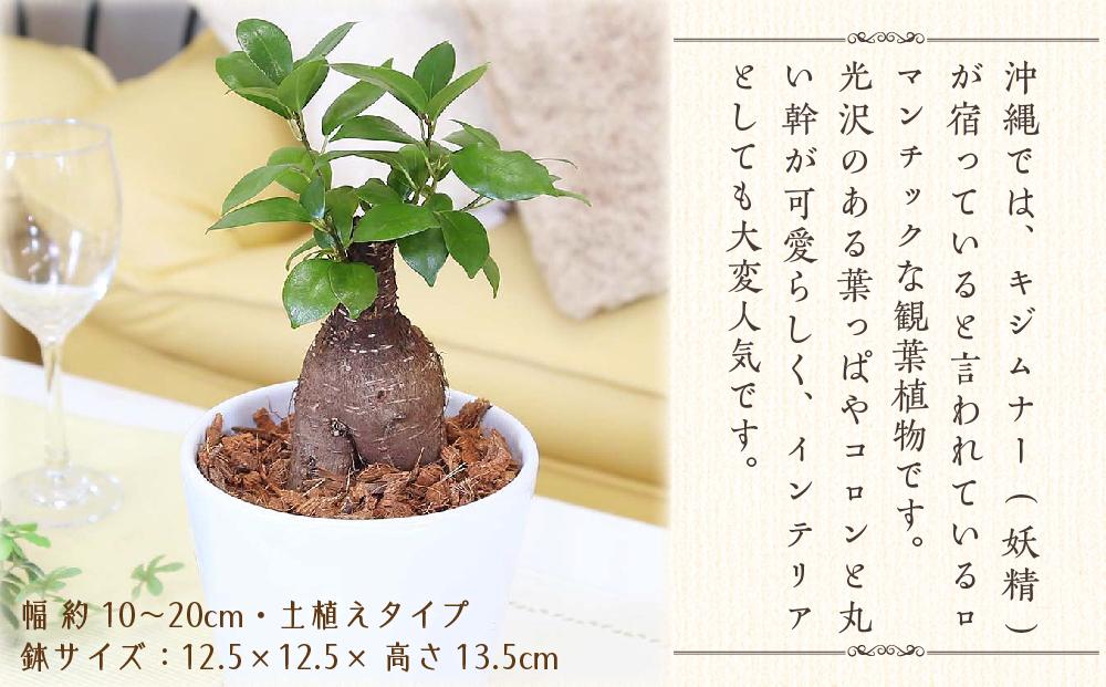 【観葉植物】幸せを見守る樹 ガジュマル 5号 ホワイト陶器鉢 丸ロング 土の表面:ウッドチップ ｜観葉植物 インテリア 部屋 おしゃれ 福岡県筑前町 送料無料