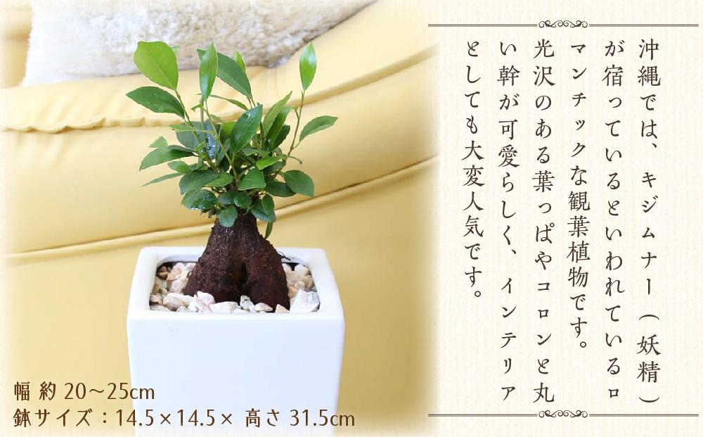 【観葉植物】幸せを見守る樹 ガジュマル 6号 スクエア陶器鉢 ストレート 高さ:約40cm～55cm内外 ｜観葉植物 インテリア 部屋 おしゃれ 福岡県筑前町 送料無料