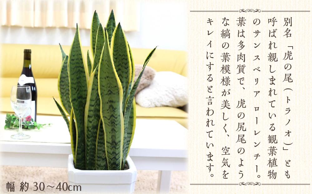 【観葉植物】サンスベリア 7号 ホワイト陶器鉢 Gタイプ 高さ:約70～ 90cm 土の表面：ウッドチップ ｜観葉植物 インテリア 部屋 おしゃれ 福岡県筑前町 送料無料