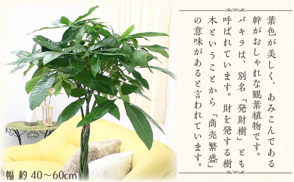 《先行予約》【観葉植物】パキラ 8号 ホワイトバスケット鉢カバー 土の表面:ウッドチップ ｜観葉植物 インテリア 部屋 おしゃれ 福岡県筑前町 送料無料