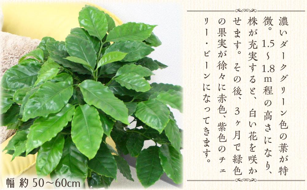 《先行予約》【観葉植物】コーヒーの木 7号 ホワイトスクエア陶器G 土の表面:ウッドチップ ｜観葉植物 インテリア 部屋 おしゃれ 福岡県筑前町 送料無料