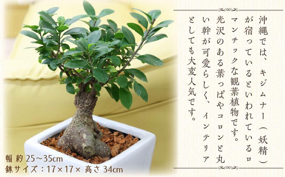 《先行予約》【観葉植物】幸せを見守る樹 ガジュマル 7号 スクエア陶器鉢 ストレート 高さ:約45cm～60cm内外 ｜観葉植物 インテリア 部屋 おしゃれ 福岡県筑前町 送料無料