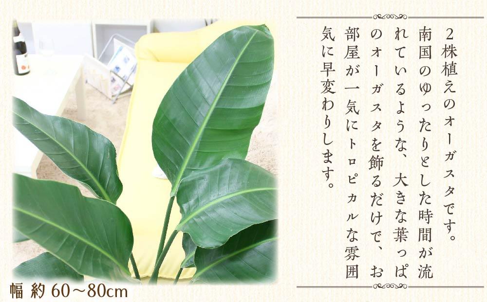 【観葉植物】オーガスタ 8号 ストライプバスケット鉢カバー 土の表面：ウッドチップ ｜観葉植物 インテリア 部屋 おしゃれ 福岡県筑前町 送料無料