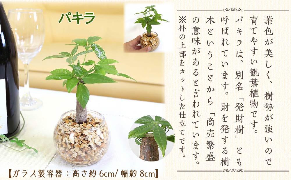 【観葉植物】土を使わないで清潔なミニ観葉植物 ゼオライト植え・ガラス鉢 丸形 2鉢セット（パキラとサンスベリア）｜観葉植物 インテリア 部屋 おしゃれ 福岡県筑前町 送料無料