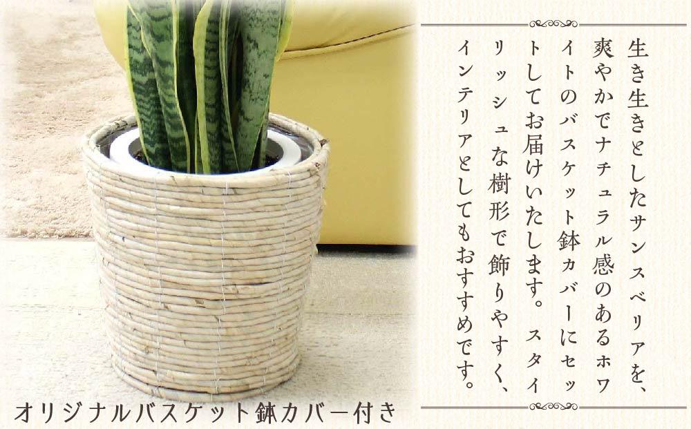 《先行予約》【観葉植物】サンスベリア 7号 ホワイトバスケット鉢カバー 土の表面：ウッドチップ 土の表面:ウッドチップ ｜観葉植物 インテリア 部屋 おしゃれ 福岡県筑前町 送料無料