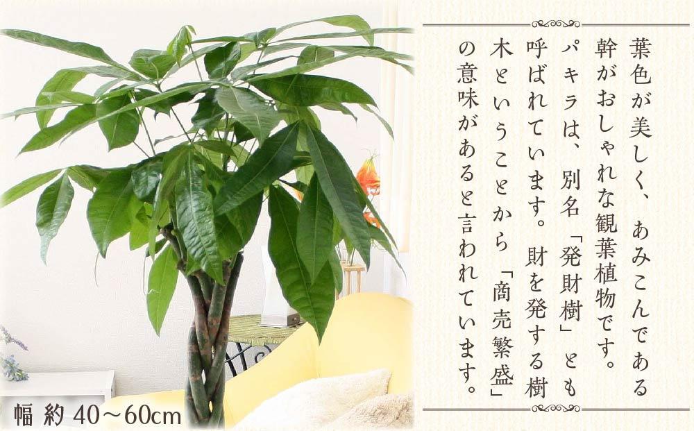 《先行予約》【観葉植物】パキラ 8号 ストライプバスケット鉢カバー 土の表面:ウッドチップ ｜観葉植物 インテリア 部屋 おしゃれ 福岡県筑前町 送料無料