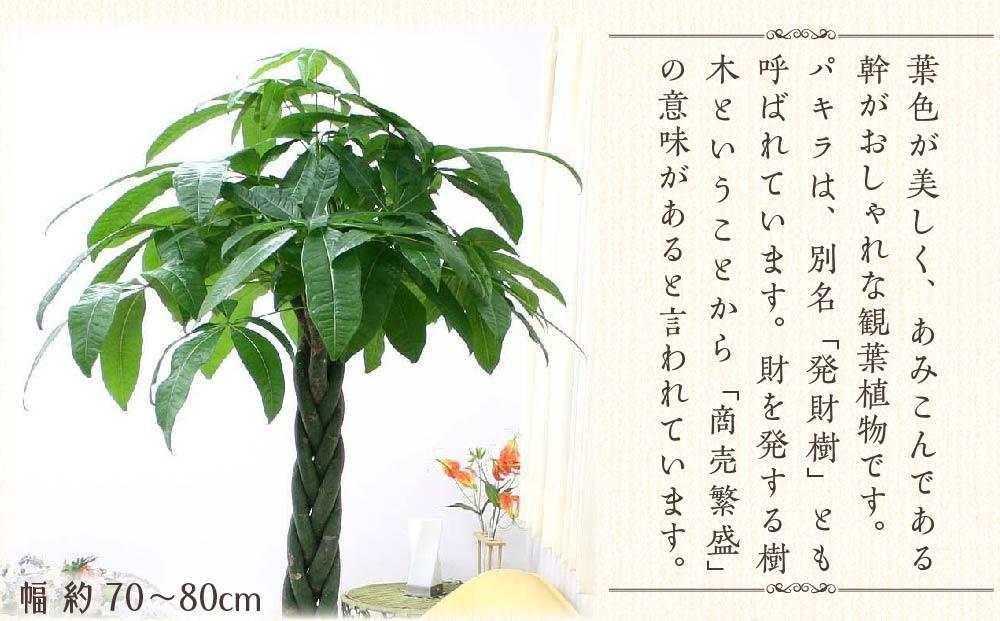 《先行予約》【観葉植物】パキラ 10号 ホワイトバスケット鉢カバー 土の表面:ウッドチップ｜観葉植物 インテリア 部屋 おしゃれ 福岡県筑前町 送料無料