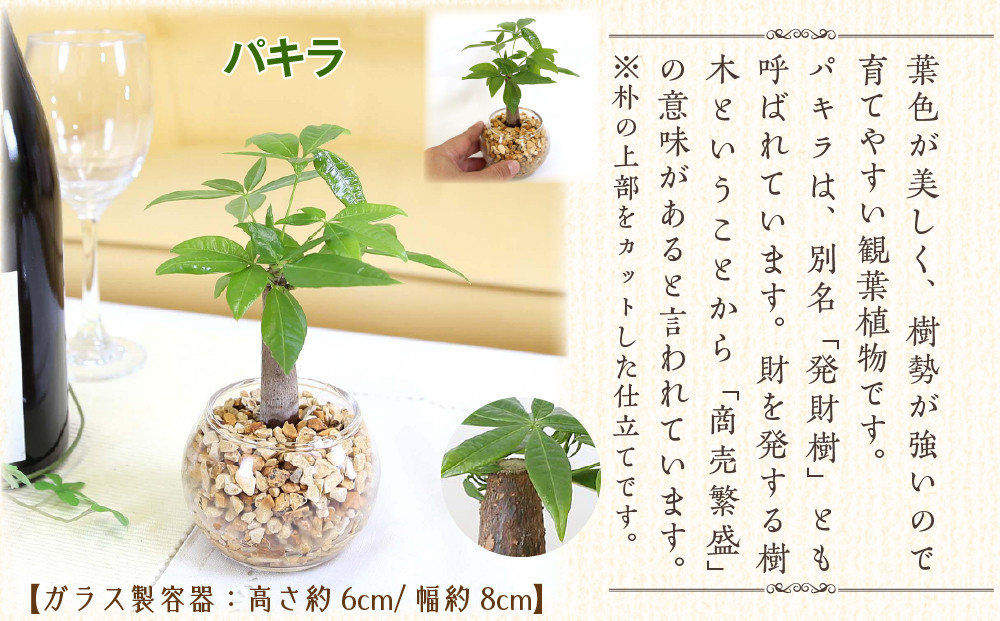 《先行予約》【観葉植物】土を使わないで清潔なミニ観葉植物 ゼオライト植え・ガラス鉢 丸形 2鉢セット（パキラ）｜観葉植物 インテリア 部屋 おしゃれ 福岡県筑前町 送料無料