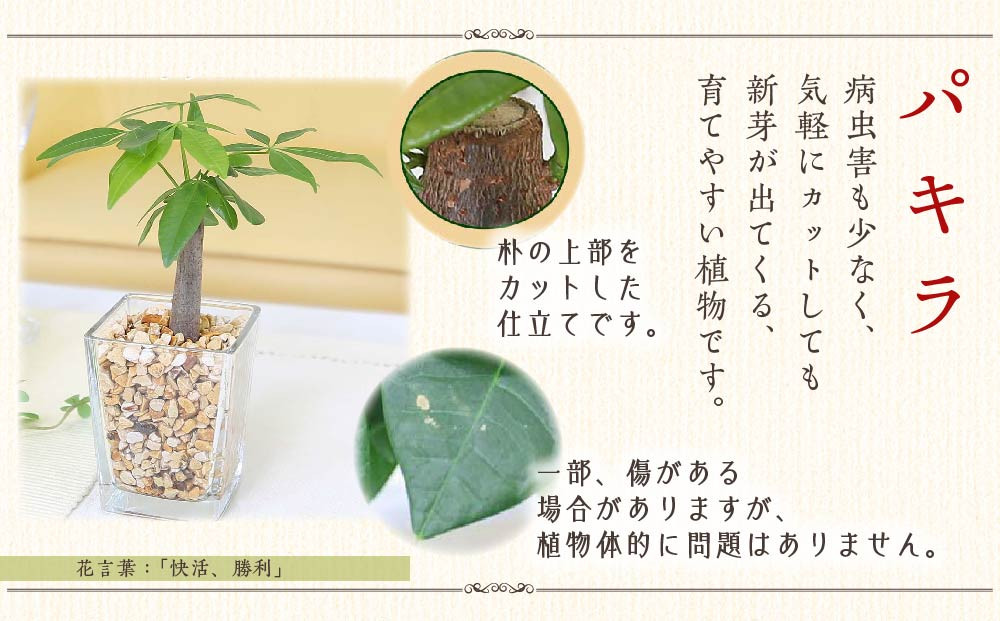【観葉植物】土を使わないで清潔なミニ観葉植物 ゼオライト植え・ガラス鉢 キューブ形 2鉢セット（パキラ）｜観葉植物 インテリア 部屋 おしゃれ 福岡県筑前町 送料無料