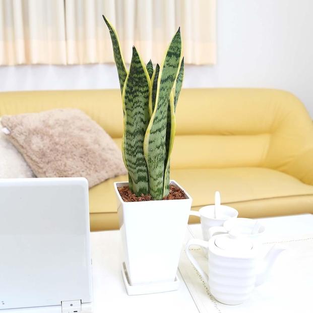 《先行予約》【観葉植物】サンスベリア 5号 ホワイトスクエアプラスチック鉢 土の表面:ウッドチップ｜観葉植物 インテリア 部屋 おしゃれ 福岡県筑前町 送料無料