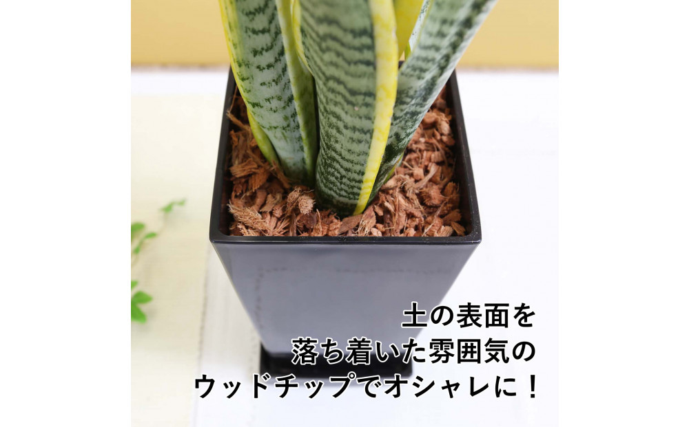 《先行予約》【観葉植物】サンスベリア 5号 ブラックスクエアプラスチック鉢 土の表面:ウッドチップ｜観葉植物 インテリア 部屋 おしゃれ 福岡県筑前町 送料無料
