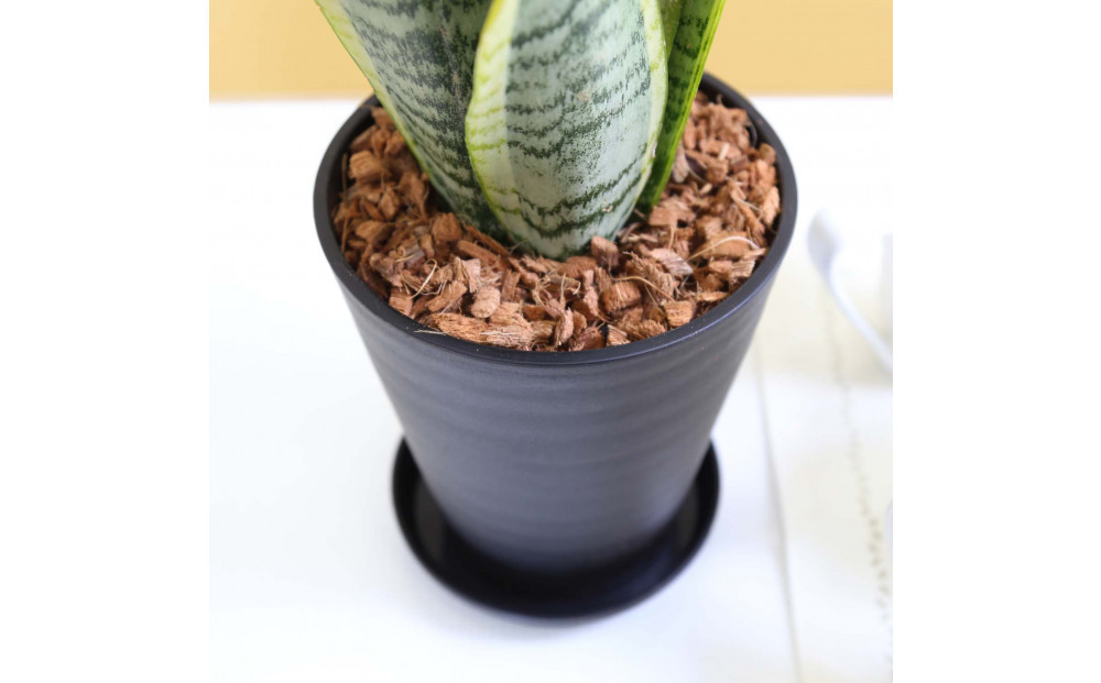 《先行予約》【観葉植物】サンスベリア 5号 ブラック丸プラスチック鉢 土の表面:ウッドチップ｜観葉植物 インテリア 部屋 おしゃれ 福岡県筑前町 送料無料