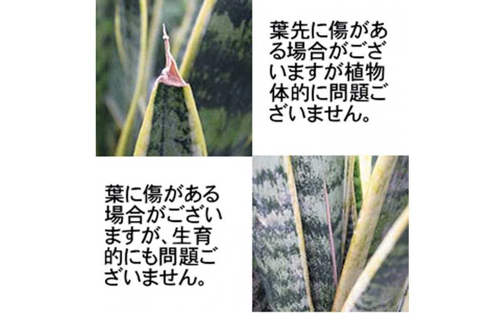 《先行予約》【観葉植物】サンスベリア 5号 ブラック丸プラスチック鉢（Bowl）土の表面:ウッドチップ｜観葉植物 インテリア 部屋 おしゃれ 福岡県筑前町 送料無料