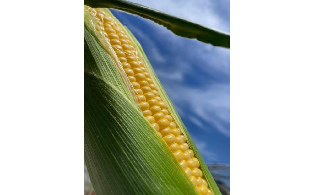 ＜2025年6月発送＞【完熟メロンのように甘い】朝採り!スイートコーン　約4kg（8～10本）【プレゼントにもオススメ】