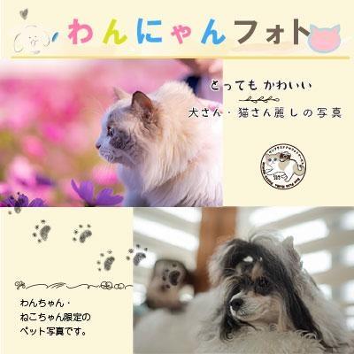 わんにゃんフォト 60分 50枚分