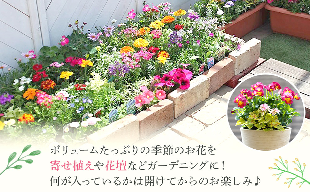 季節の花苗24苗セット 花苗 花 ガーデニング プレゼント ギフト 人気 おすすめ 福岡 筑前町