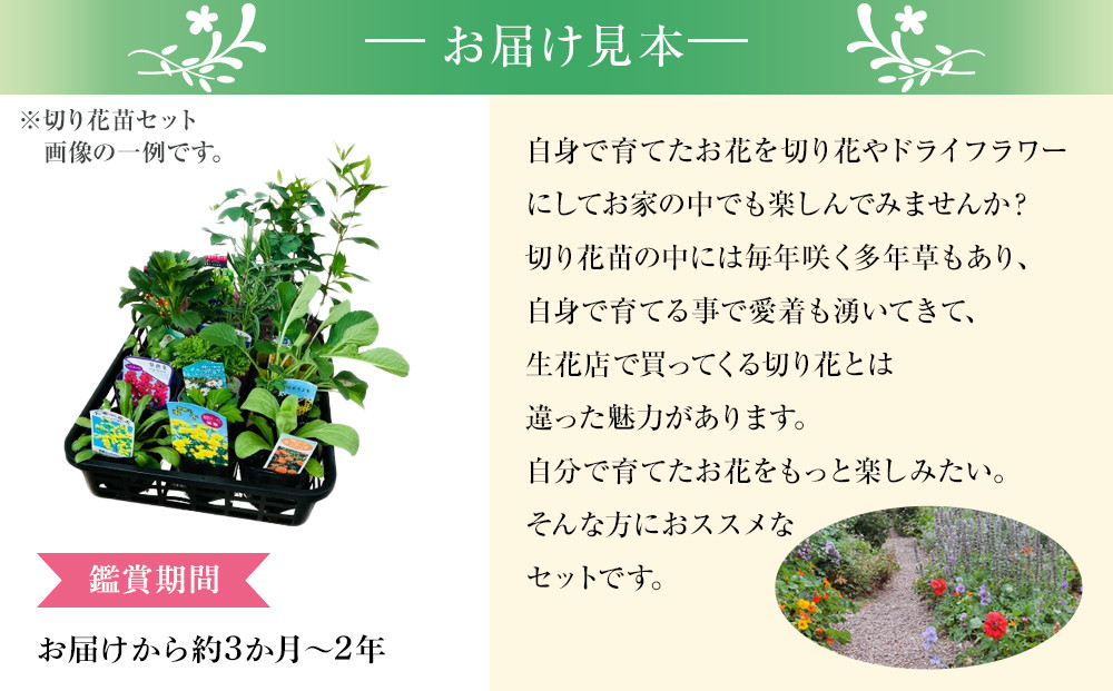 季節の切り花苗 お任せ12ポットmixセット