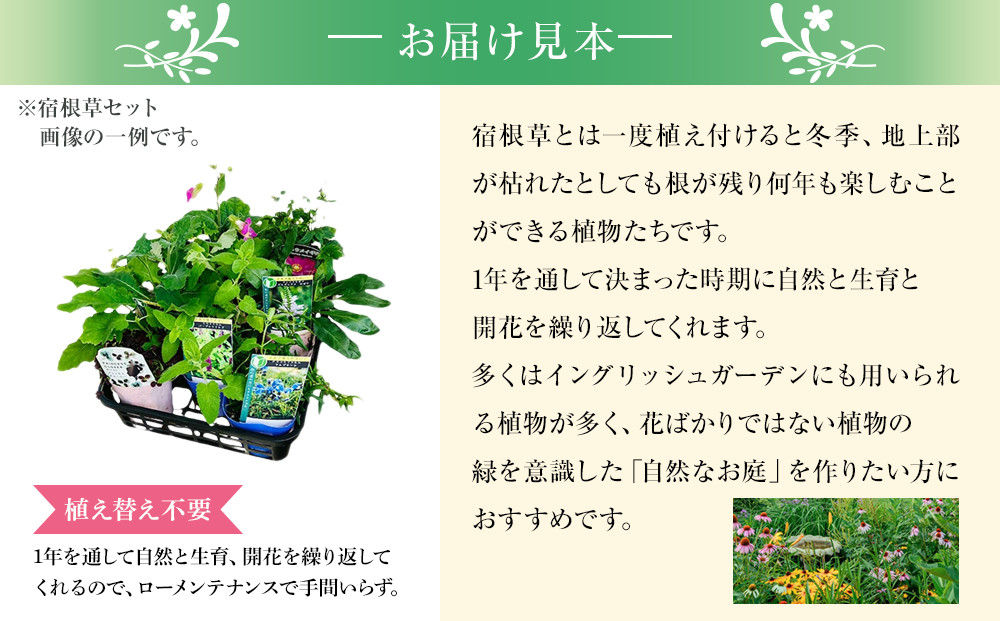 季節の宿根草 お任せ7ポットmixセット