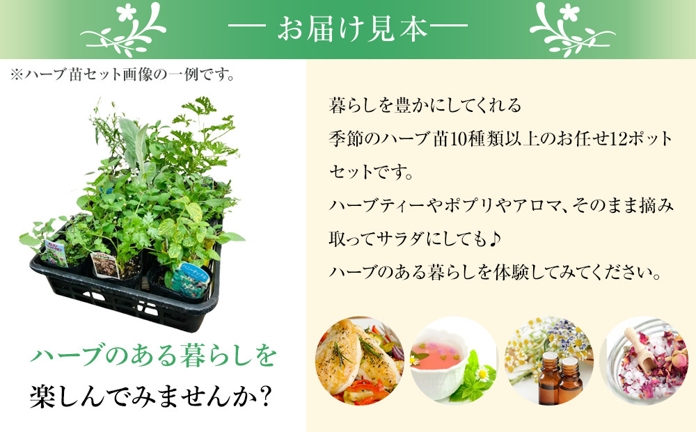 季節のハーブ苗お任せ12ポットmixセット