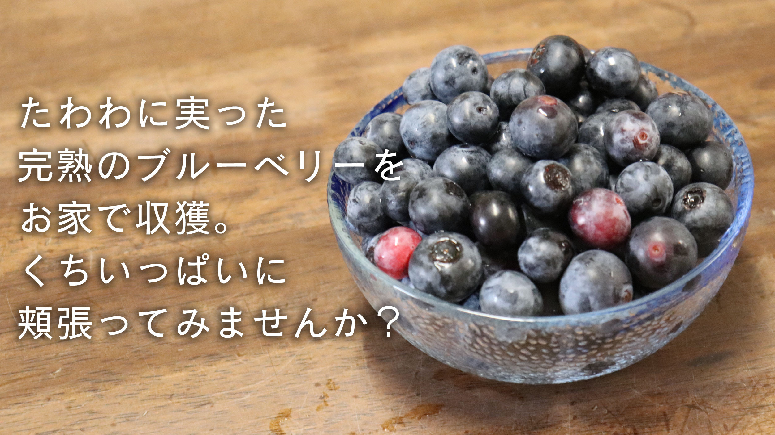 ブルーベリー 『 サザンハイブッシュ系 2品種 植え 』 8号スリット鉢 【 ブルーベリーの肥料 セット！】