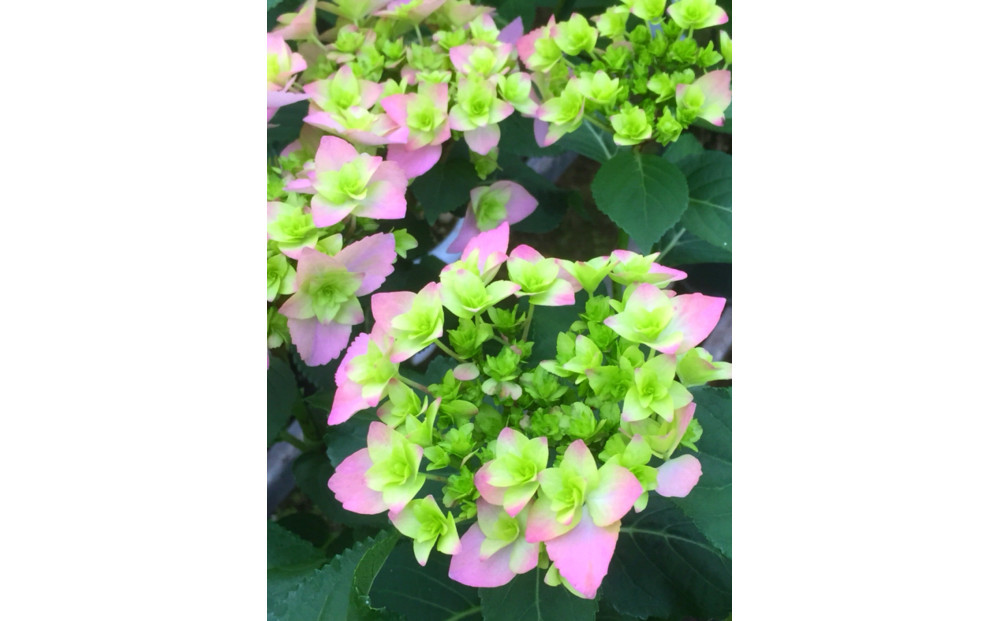 福岡県育種開発のあじさい【筑紫恋風】鉢植え　5.5号鉢