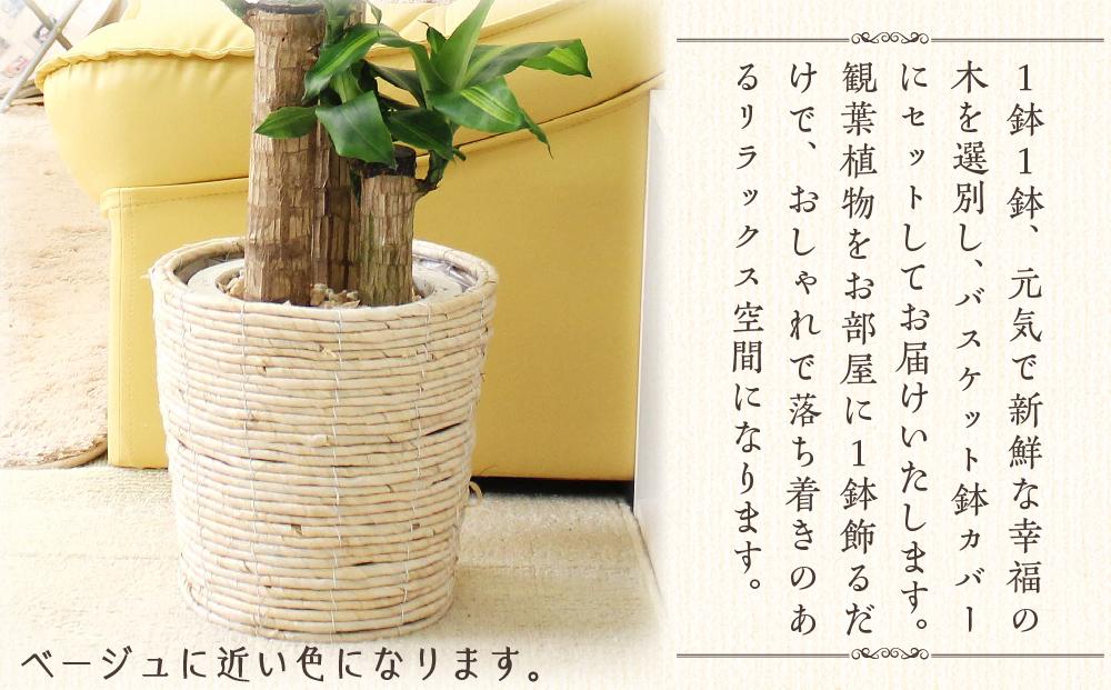 【観葉植物】幸福の木 7号 ホワイトバスケット鉢カバー 高さ：約75cm～90cm内外(鉢底より) 土の表面：ウッドチップ ｜観葉植物 インテリア 部屋 おしゃれ 福岡県筑前町 送料無料