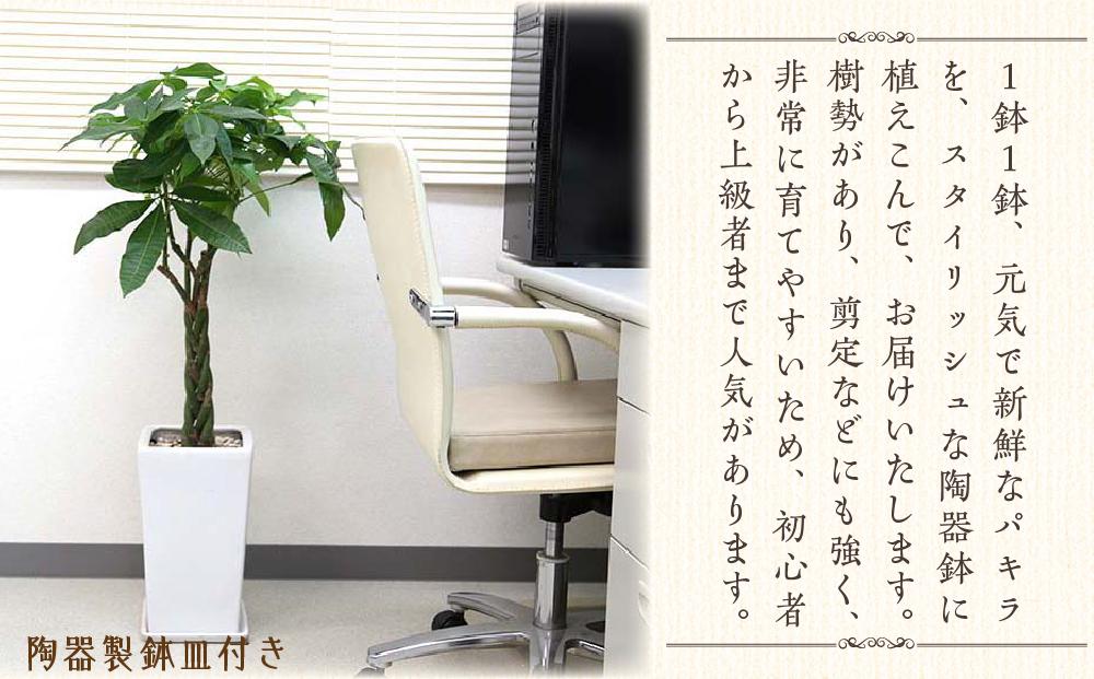 《先行予約》【観葉植物】パキラ 7号 ホワイトスクエア陶器鉢 ストレート 高さ:約85cm～1m内外(鉢底より) ｜観葉植物 インテリア 部屋 おしゃれ 福岡県筑前町 送料無料