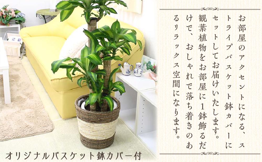 《先行予約》【観葉植物】幸福の木 8号 ストライプバスケット鉢カバー 高さ:約1m～1.2m(鉢底より)  土の表面：ウッドチップ｜観葉植物 インテリア 部屋 おしゃれ 福岡県筑前町 送料無料