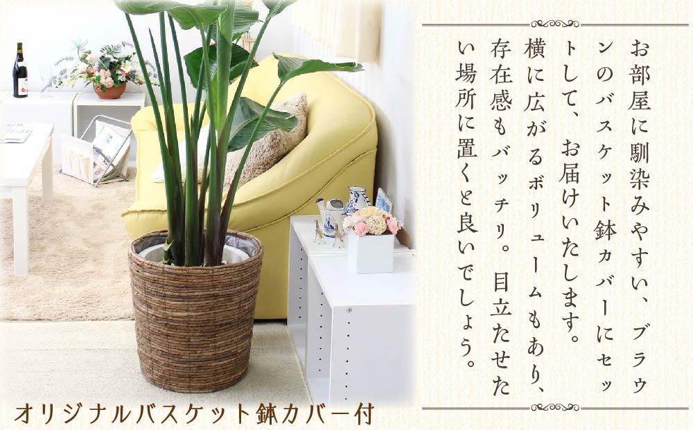 《先行予約》【観葉植物】オーガスタ 10号 ブラウンバスケット鉢カバー 土の表面:ウッドチップ｜観葉植物 インテリア 部屋 おしゃれ 福岡県筑前町 送料無料