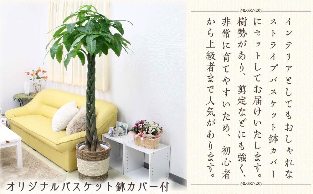 《先行予約》【観葉植物】パキラ 10号 ストライプバスケット鉢カバー 土の表面:ウッドチップ｜観葉植物 インテリア 部屋 おしゃれ 福岡県筑前町 送料無料