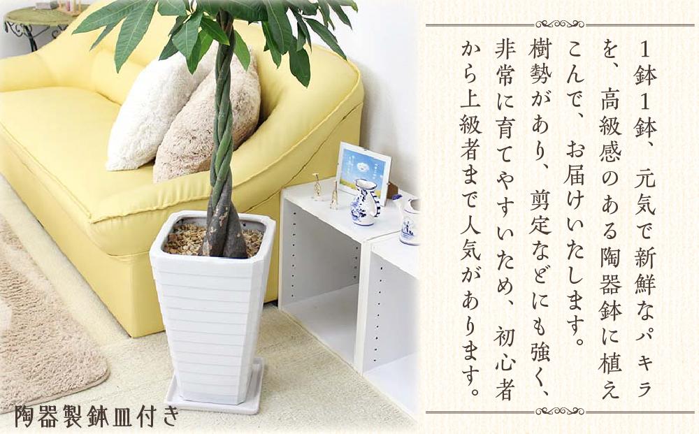 《先行予約》【観葉植物】パキラ 8号 ホワイト陶器鉢 G 高さ:約1m～1.3m内外(鉢底より) ｜観葉植物 インテリア 部屋 おしゃれ 福岡県筑前町 送料無料